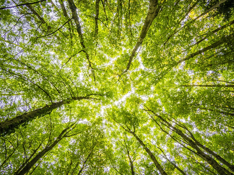 Healthy Home Environment: How to Improve Indoor Air Quality