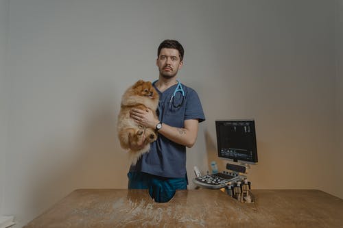 All About a Dog’s Worn-Down Teeth