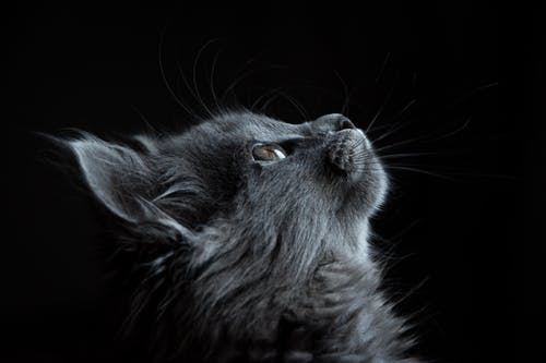 Pet Health Care: Different Types of Veterinary Care