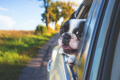 Understanding Dog Blood Tests and When Vets Recommend Them