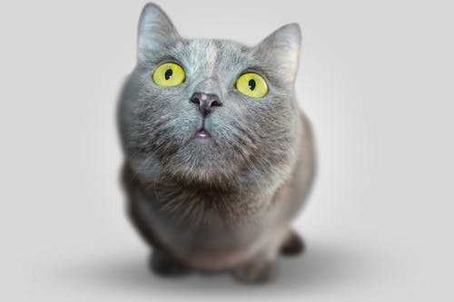 Six Dangerous Pet Diseases That Can Transfer to Humans