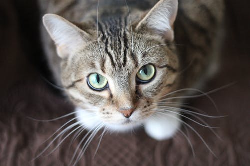 Common Health Care Tips for Your Pets