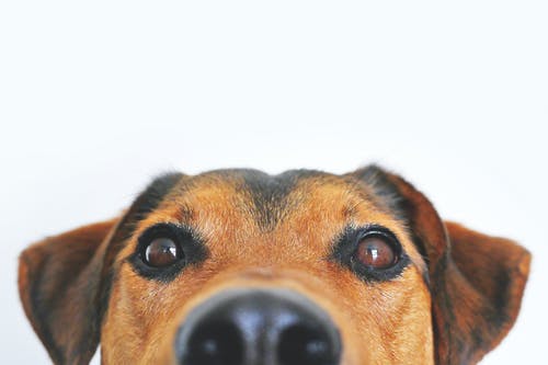 Proven Veterinary Healthcare Services