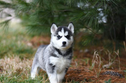 Essential Tips When Planning to Take Your Pets on a Trip
