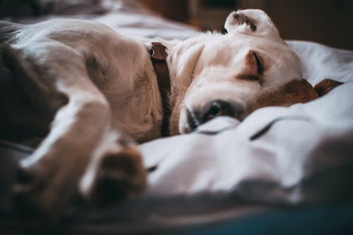 Pet Health 101: Routine Checkups for Pets