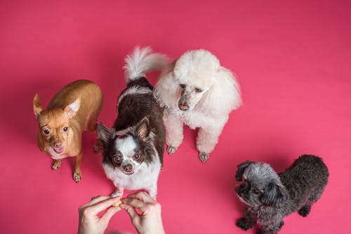 Vet Care: Common Health Concerns in Dogs and Cats