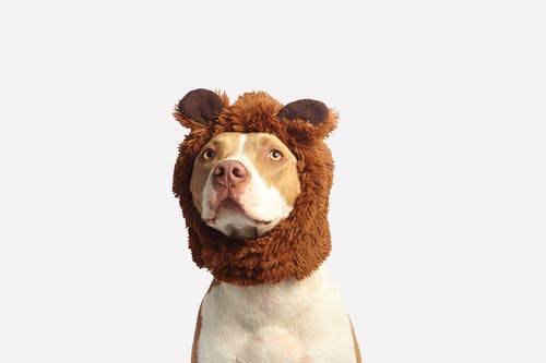 10 Pet Procedures That Must Be Done by a Professional