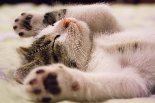 Why Every Pet Should Get Vaccinations