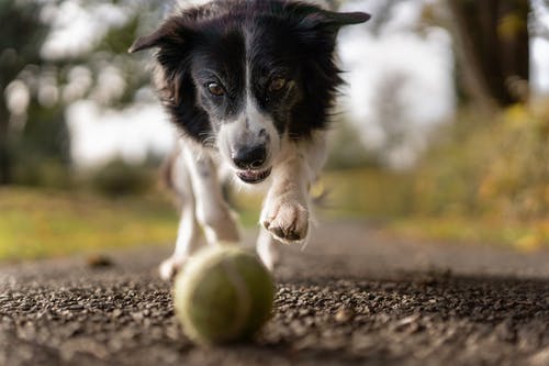 Laser Therapy for Pets: Educate Yourself About This Amazing Treatment