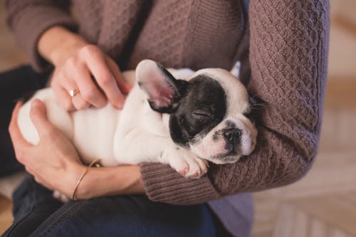 Five Practices That Are Dangerous to Your Pet’s Health