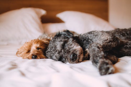 Keeping a Watchful Eye on Your Dog’s Mouth, Ears, and Paws