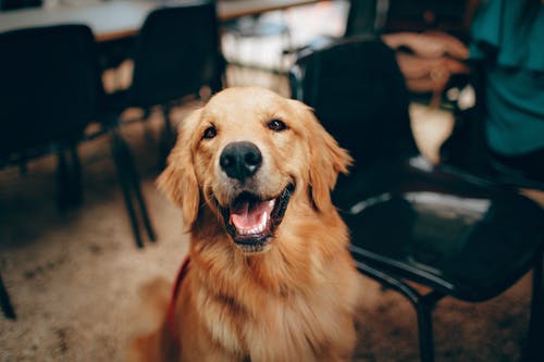 Common Canine Diseases: What Pet Owners Should Know