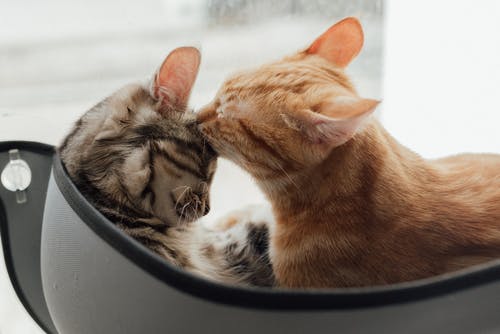 Caring for a Pet with Neurological Problem: Five of the Most Common Ones
