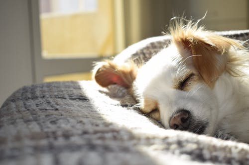 Important Things About Heartworm Disease in Pets