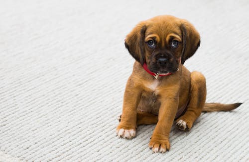 6 Healthy Dog Tips to Help Your Pet Live Longer