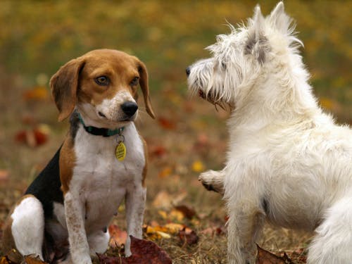 Understanding Four Common Canine Conditions and Treatment