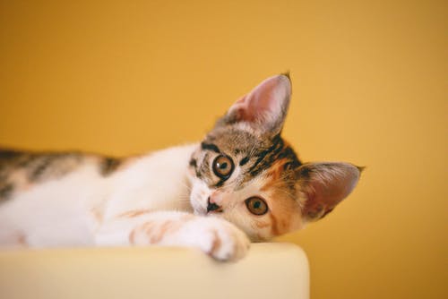 Key Services for Animal Health