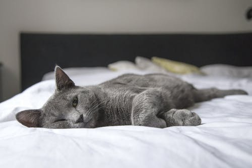 Tips to Consider When Caring for Your Dog’s Eyes