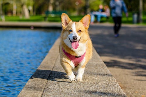 Exotic Pets: Why Do You Need a Vet When Caring for Them