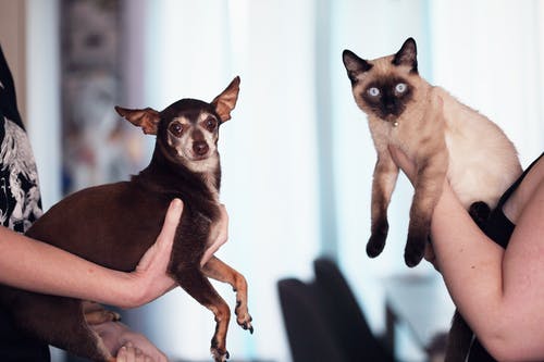 Special Treatments for Pets You Should Know About