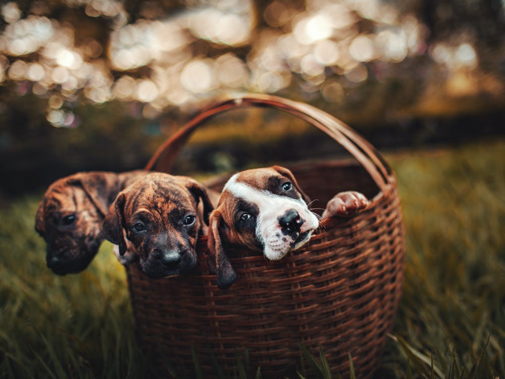 Winter Season: Skin and Coat Care for Dogs