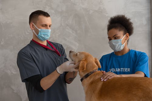 Taking Care of Your Pet After Surgery