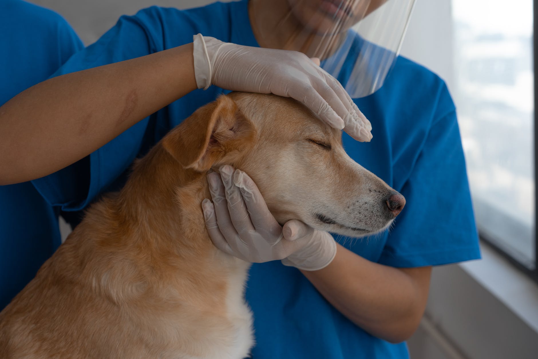 How to Provide High Degrees of Veterinary Practices