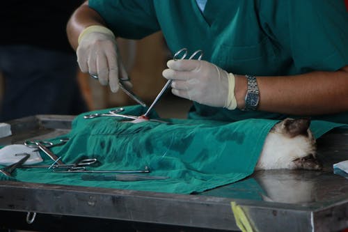 Preventing Illness in Your Pet: The Importance of Vaccinations