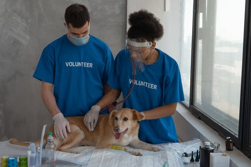 Blood Tests for Pets: Understanding the Basics