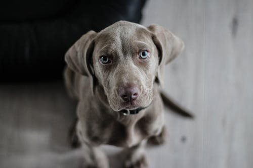 The Importance of Regular Heartworm Testing and Prevention for Your Dog