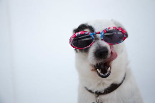 Why It’s Crucial to Understand Proper Veterinary Radiology Procedures