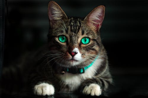What to Expect During Your Pet’s Surgical Consultation