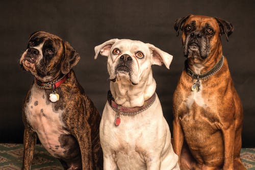 Dog Teeth Cleaning at Home: A Responsible Pet Ownership Guide