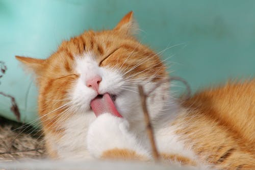 What are the Benefits of Vet Laboratory Services for Pet’s Health?