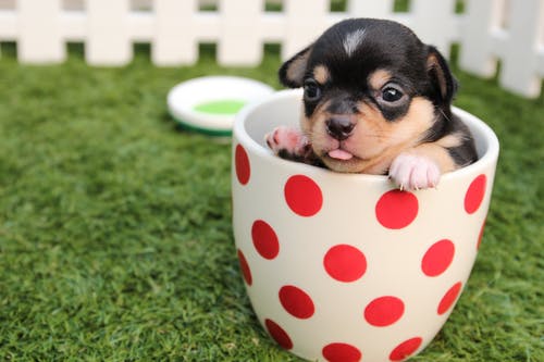 What Are the Signs of Eye Problems in Your Pet?
