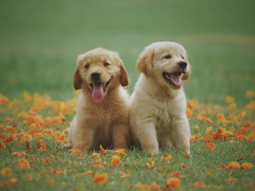 Who Should Be Responsible for Your Pet’s Dental Health Care?
