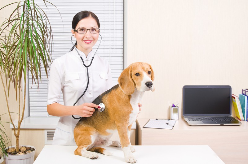 What Are the Essential Preventive Care Steps for Pets?