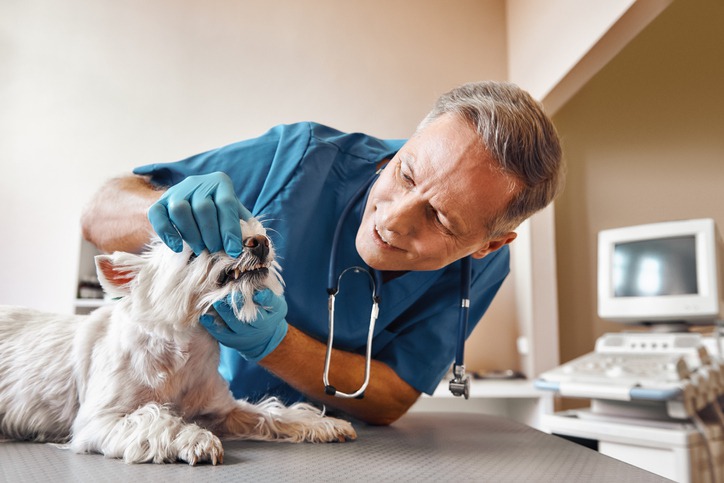 Why Do Pets Need Dental Care for Lifelong Health?