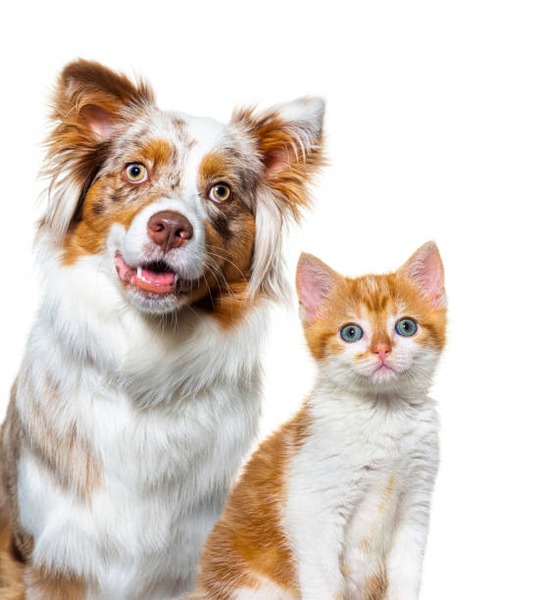 When Is It Time to Seek Urgent Care for Your Pet?