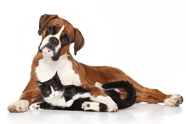 Who Benefits More from Wellness Plans: Puppies or Senior Pets?