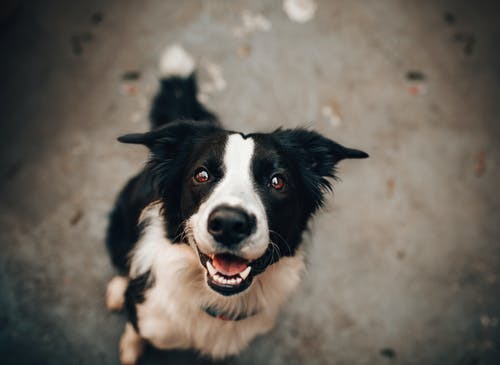 What Happens During a Pet’s Diagnostic Lab Test?