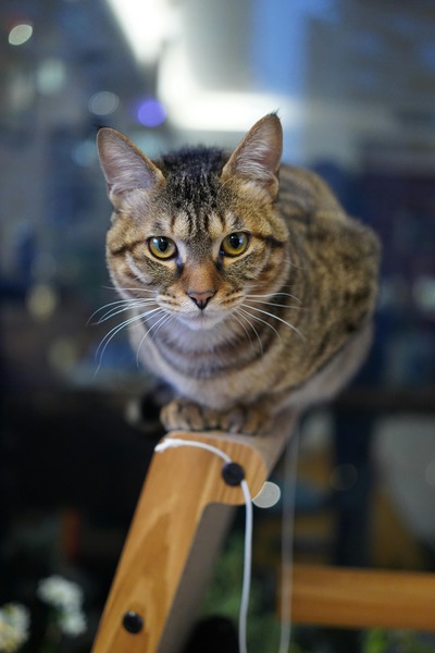 What Tests Are Carried Out During a Vet Checkup?