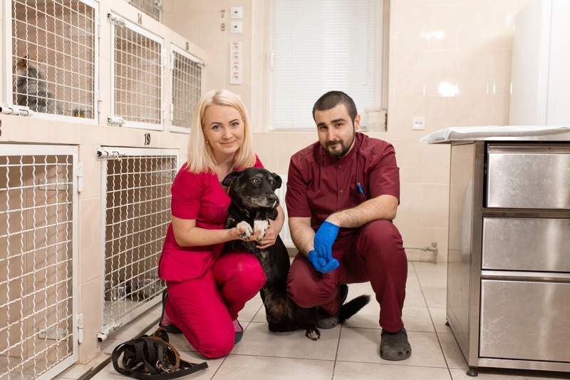 What Common Ailments Can Cold Laser Therapy Treat in Pets?