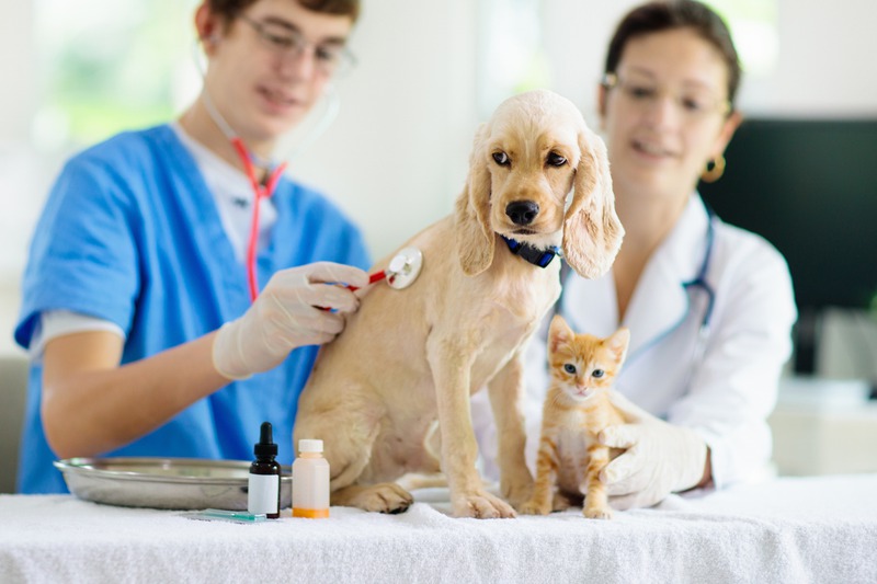 Why Is Regular Deworming Vital for Geriatric Pets?