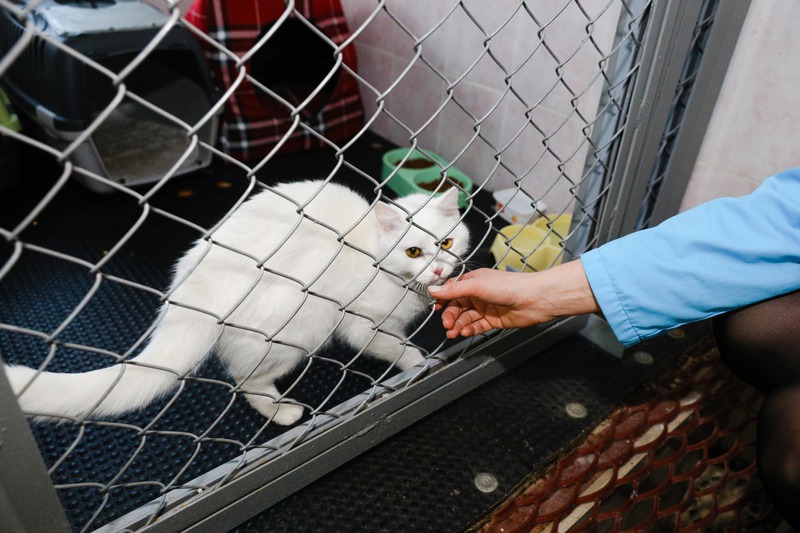 What Should You Pack for Your Pet’s Boarding Stay?