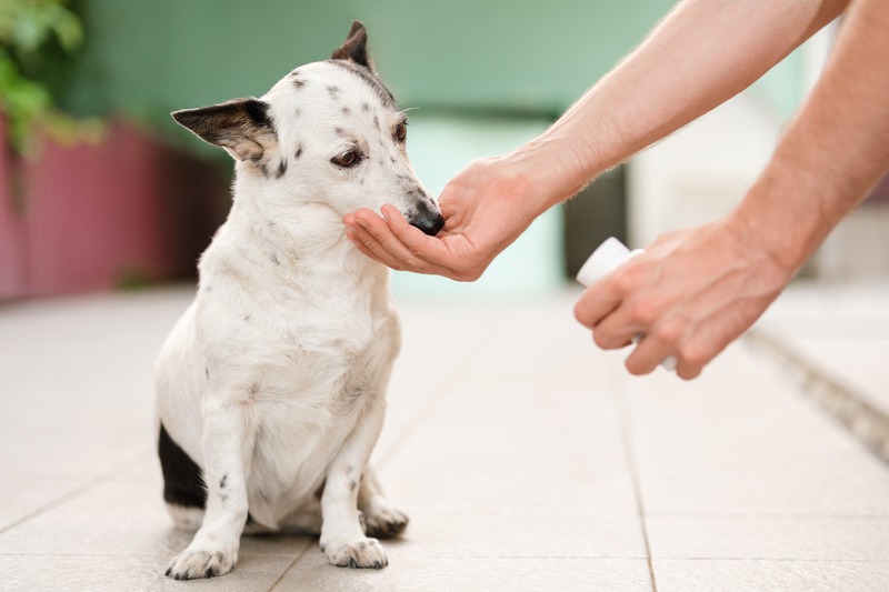 What Common Medications Do Aging Pets Take?