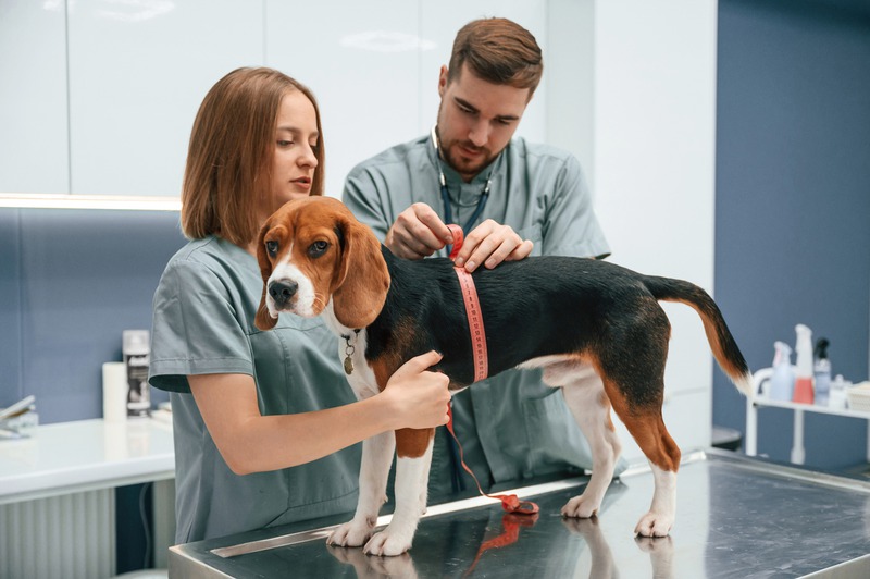 How Do Wellness Exams Save Lives in Pet Emergencies?