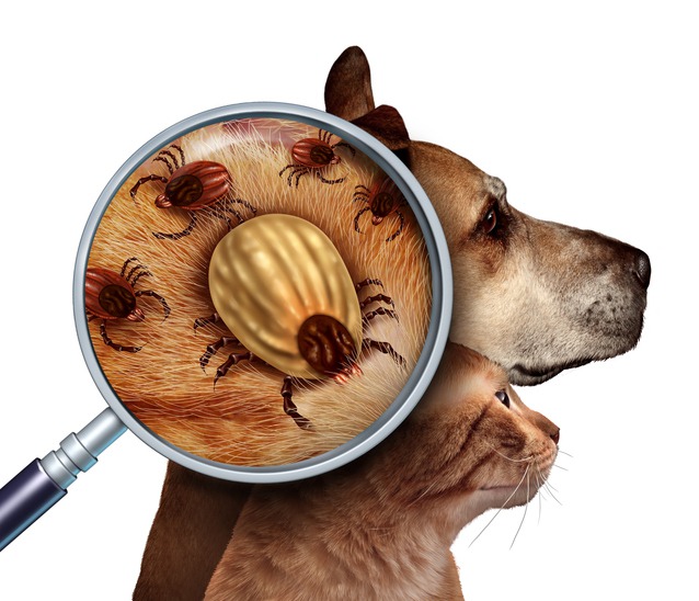Which Parasite Preventatives Are Best for Young Pets?