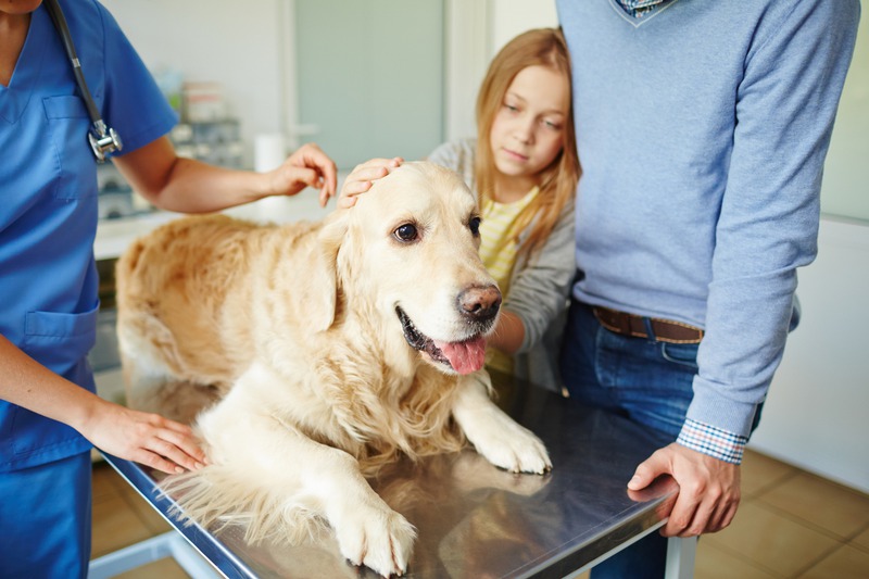 How Can Internal Medicine Vets Improve Pet Care During Emergencies?