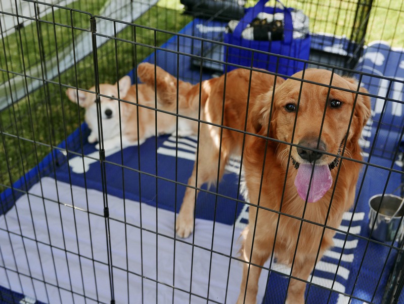 How to Choose the Right Pet Boarding for Your Senior Pet?